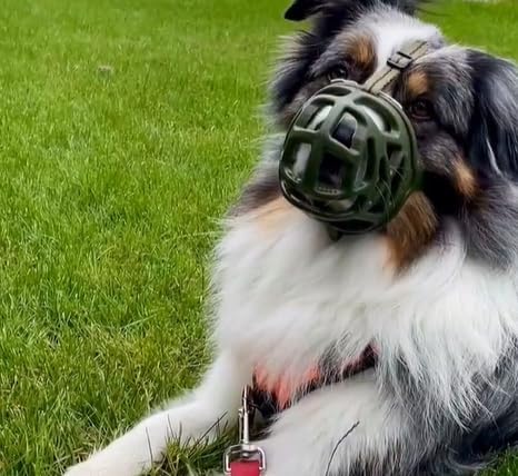 Mayerzon Dog Muzzle, Breathable Basket Muzzles for Small, Medium, Large and X-Large Aggressive Dogs Beagle German Shepherd Doberman, Cage Mouth Guard Stop Biting Chewing for Grooming Training