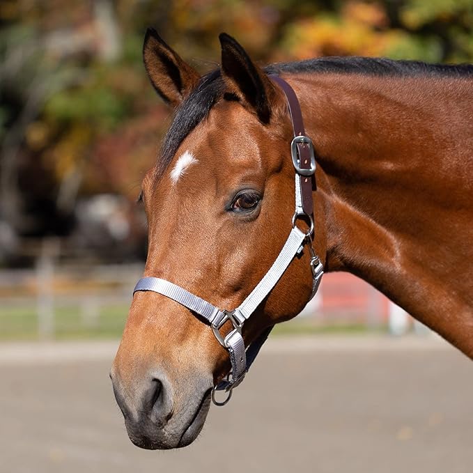 Equinavia Loki Adjustable Breakaway Horse Halter - Silver Sconce Gray - Warmblood