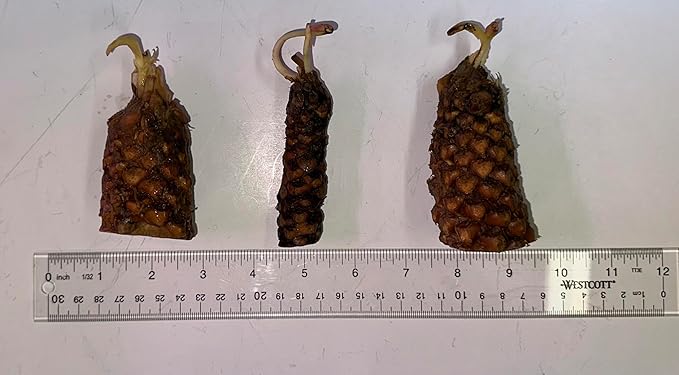 Live Hardy Water Lily Tubers Rhizomes Bulb Seed Nymphaea Aquatic Pond Plants Water Gardens Pre-Grown Flower in White Pink Red Yellow Orange Blue Purple (1, Peach Hardy Pond Lily)