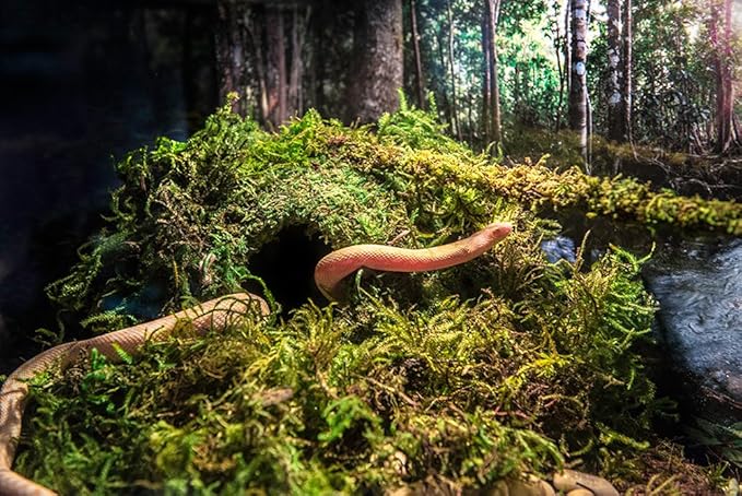 Galápagos (05346) Mossy Cave Hide, 4", Green