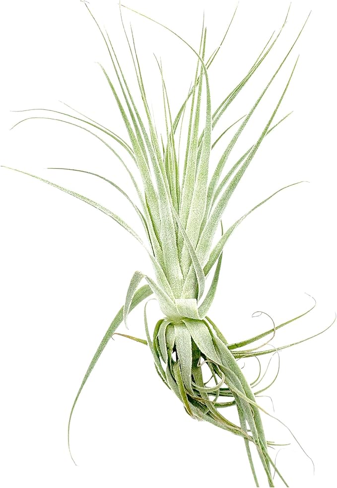 Live Air Plant - Tillandsia Gardneri 5-7” - ragnaroc Rare Collectors Indoor Tropical Plant - Live Arrival Guaranteed - House Plants for Home Decor & Gift