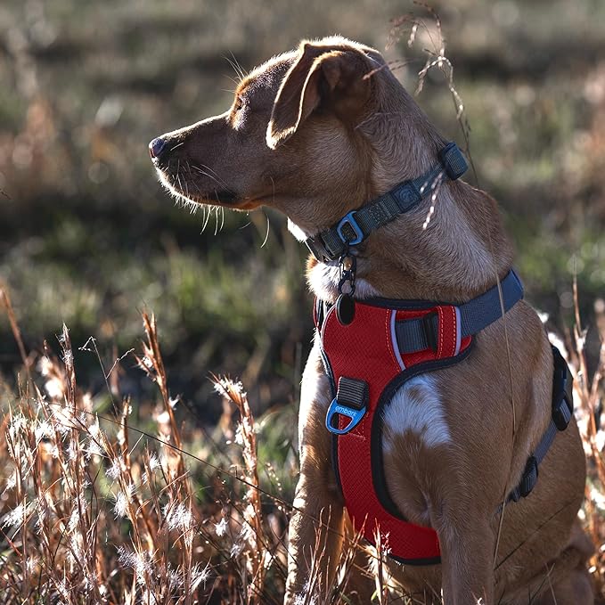 Embark Adventure Dog Harness, Reflective Trim No Pull Dog Harnesses for Small Sized Dogs - Military Grade Nylon, Front Clip with Gel Lined Handle. Soft & Padded Puppy