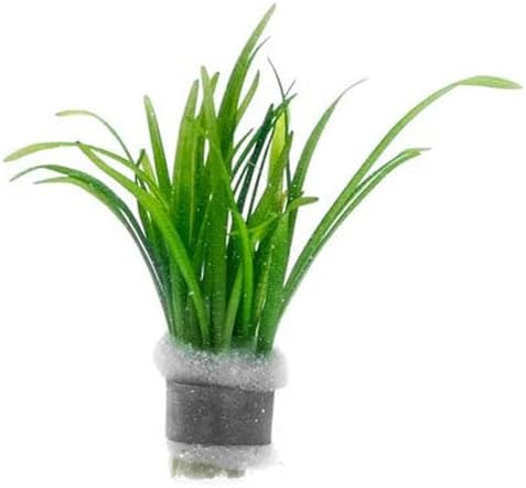 Dwarf Sagittaria Subulata Live Aquarium Plant for Freshwater Planted Fish Tanks - Aquatic Potted Plants (Bunch)