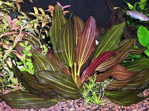 Potted Melon Sword - Beginner Tropical Live Aquarium Plant (Green, 5 Pack)