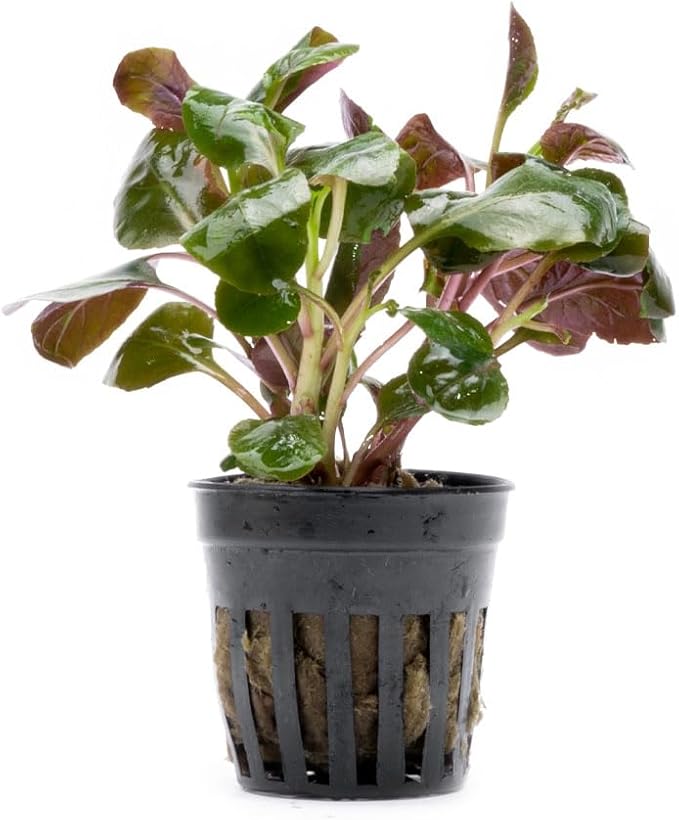 Live Plants - Cardinal Flower (Lobelia cardinalis) - Moderate to High Light Aquarium Display, Bright Green Accent, Midground Placement for Aquascaping, Stem Aquatic Plant - Pot