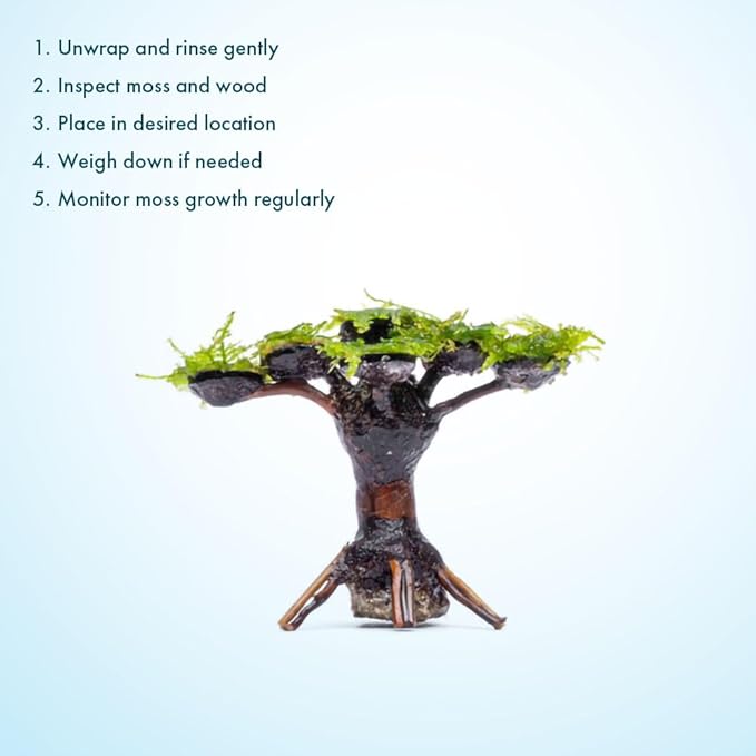 Live Planted Bonsai - Java Moss on Bonsai Driftwood - Bright Green Aquascaping Decor for Freshwater Aquariums - Large