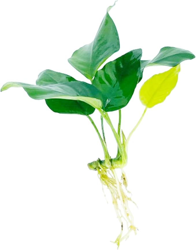 Java Fern and Anubias Aquarium Plant Bundle - Live Freshwater Plants for Aquascaping, Low Maintenance, Easy Beginner-Friendly Decor for Fish Tank