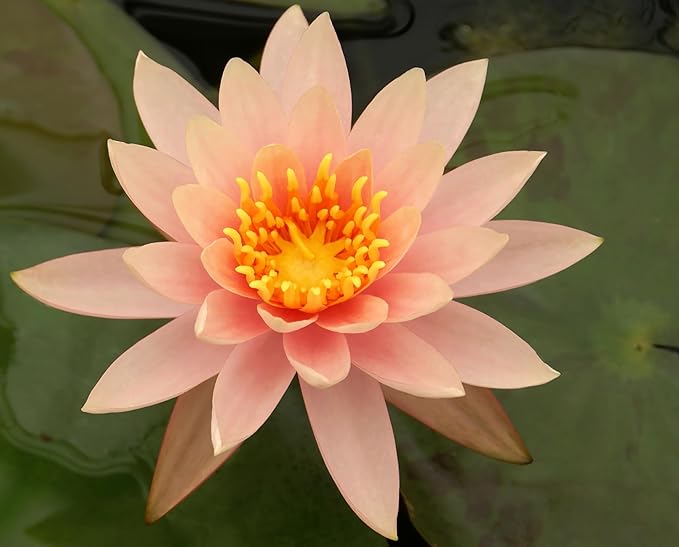 Live Hardy Water Lily Tubers Rhizomes Bulb Seed Nymphaea Aquatic Pond Plants Water Gardens Pre-Grown Flower in White Pink Red Yellow Orange Blue Purple (1, Peach Hardy Pond Lily)