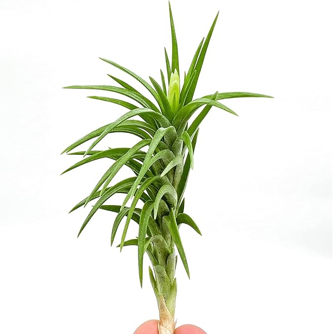 Live Air Plants – Tillandsia Araujei, Large 5” – 2ct – Live Arrival Guaranteed – House Plants for Home Décor & Gift
