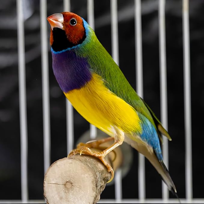 4 Pcs Natural Wooden Bird Perch Parrot Stand, 2 Grape Wood Perches, A Stand Fork Standing Branch, A Paw Grinding Fork, Bird Cage Accessories for Parakeets, Birdcage Sticks & Toys for Budgies, Finches