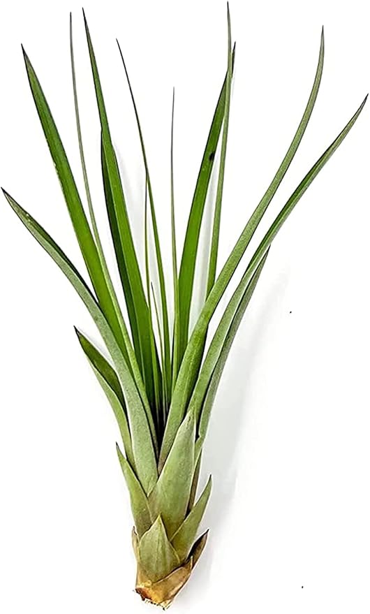 Air Plants - Tillandsia Fasciculata Tricolor, Large 4-6" - 5ct - Live Arrival Guaranteed - House Plants for Home Decor & Gift