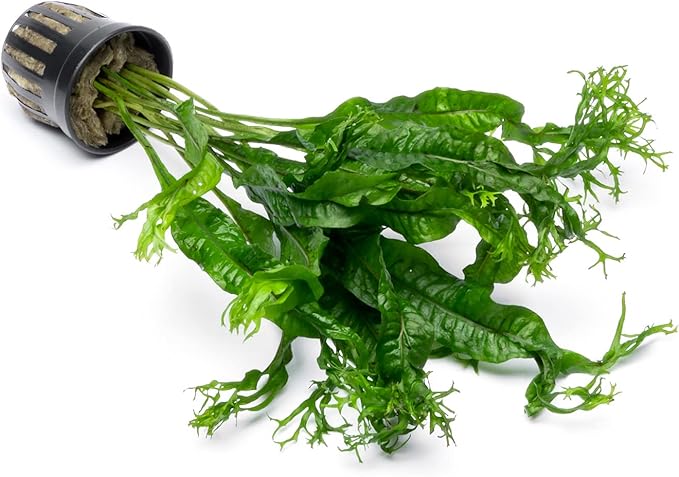Java Fern Live Aquarium Plants - Potted Freshwater Plant for Fish Tanks - Beginner Friendly, Low Light (Windelov, 1 Pot)