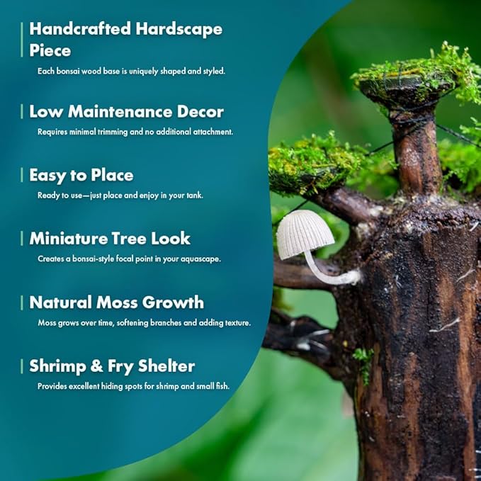 Live Planted Bonsai - Java Moss on Bonsai Driftwood - Bright Green Aquascaping Decor for Freshwater Aquariums - Large