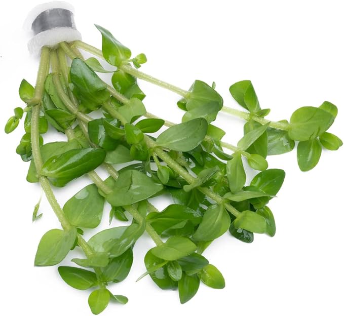 Live Aquarium Red Stem Plants - Freshwater Aquatic Plant for Fish Tanks, Aquascaping - (Lemon Bacopa Caroliniana, 1 Bunch)
