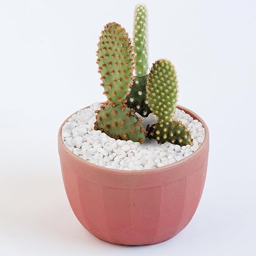 2.5 lbs White Aquarium Gravel, 1/5 Inch White Rocks for Plants, Small Pebbles for Vases, Succulents, Bamboo, Natural Decorative Pebbles for Plants Drainage, Cactus, Crafts