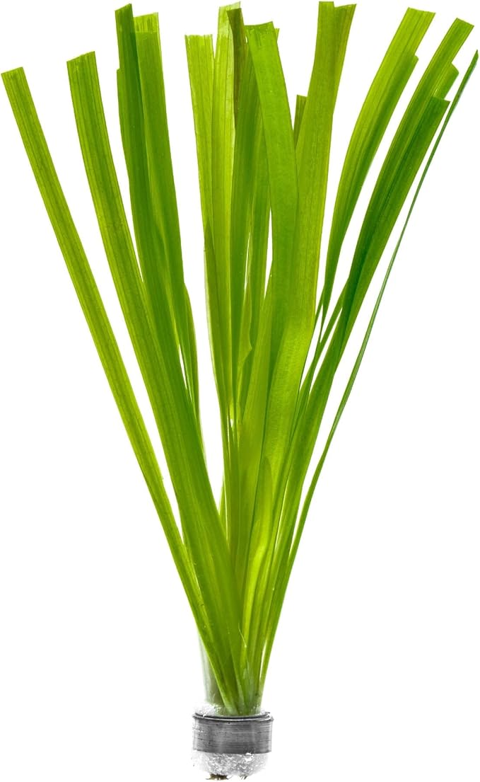 Live Plant - Tall Grass, Vallisneria Gigantea - Easy Care, Moderate to High Light, Bright Green Accent, Freshwater Aquatic Plant for Aquascaping - Lead Bunch