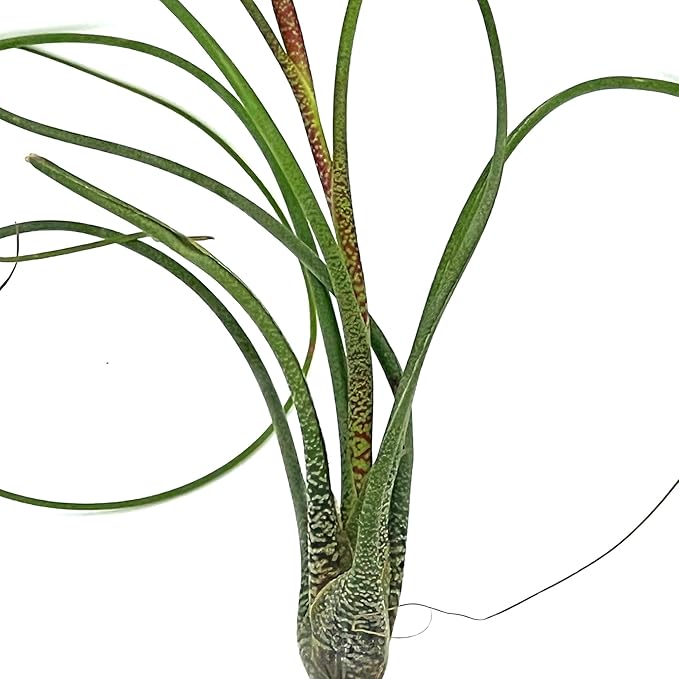 Live Air Plants - Tillandsia Butzii, Jumbo 7-9" - 1ct - Live Arrival Guaranteed - House Plants for Home Decor & Gift