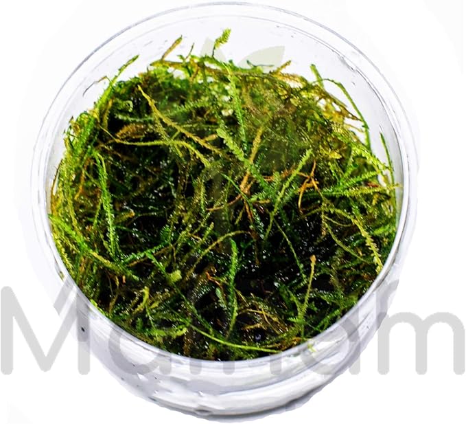30+ Stems Package Starter Beginner Set Live Aquarium Plants Java Moss, Micro Sword, Rosette Amazon Sword, Anubias, Java Fern and More by Mainam