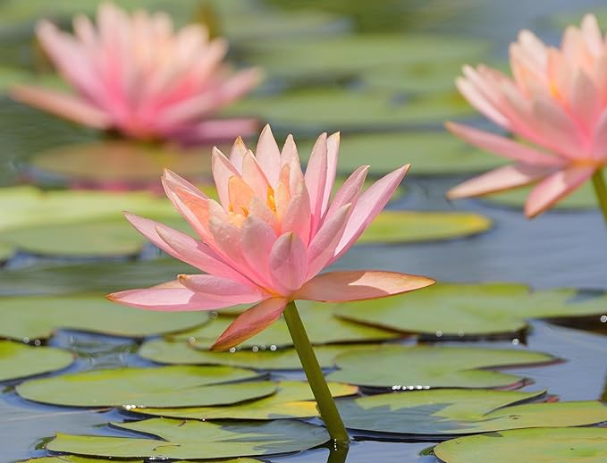 Live Hardy Water Lily Tubers Rhizomes Bulb Seed Nymphaea Aquatic Pond Plants Water Gardens Pre-Grown Flower in White Pink Red Yellow Orange Blue Purple (1, Peach Hardy Pond Lily)