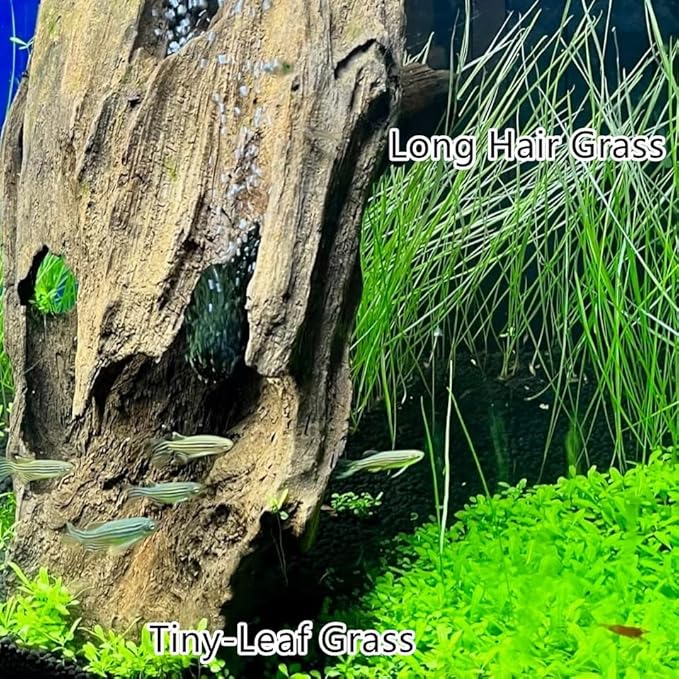 4 Pack Aquarium Plant S.e.e.ds, no Artificial Plastic Plant, Fish Tank Live Grass for All Substrate (0.36ozTiny+0.36oz Long+0.36oz Short+0.36oz Big Dual) ZQV-005