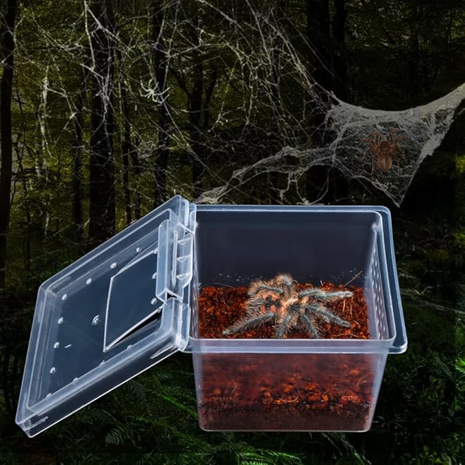 10 Pack Spider Terrariums Breeding Box Small Reptile Hatching Container Acrylic Feeding Box for Arboreal Spider Tarantula Mantis Scorpion Centipede Insect (5 High+5 Small)