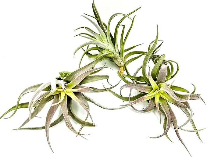 Air Plants - Tillandsia Cacticola, Jumbo 6-9" - 3ct - Live Arrival Guaranteed - House Plants for Home Decor & Gift