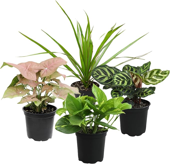 Essential Houseplant Collection (4PK) Live Plants Indoor Plants Live Houseplants in Plant Pots, Easy House Plants Indoors Live, Snake Plant, Pothos in Potting Soil, Clean Air Plants by Plants for Pets