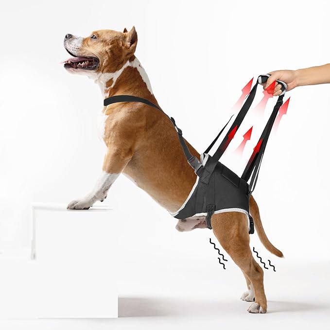 Dog Lift Harness for Small Dogs, Adjustable Rear Leg Support Sling for Hip Dysplasia, Arthritis, Weak Hind Legs, Post-Surgery Recovery, Comfortable & Secure with Sturdy Buckles, S