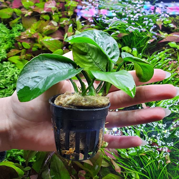 Anubias Live Aquarium Plants - Potted Freshwater Plant for Fish Tanks, Terrariums - Beginner Friendly Low Light (Barteri Butterfly, 5 Pots)