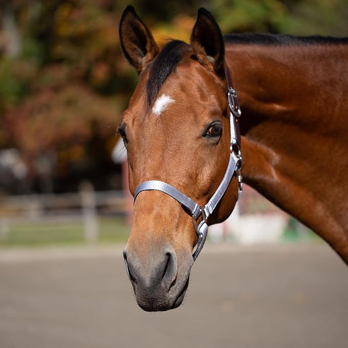 Equinavia Loki Adjustable Breakaway Horse Halter - Silver Sconce Gray - Horse