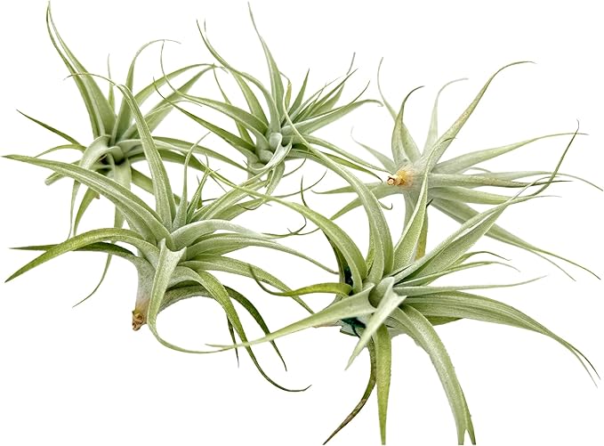 Live Air Plants - Tillandsia Albida 3-5" - 5ct – ragnaroc Live Indoor Plant - Live Arrival Guaranteed - House Plants for Home Decor & Gift