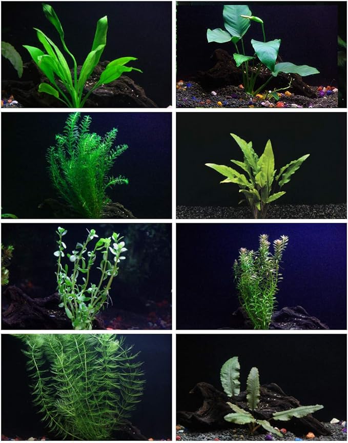 30+ Stems - 8 Species - - Anacharis, Amazon, Rotala, Ludwigia and More!