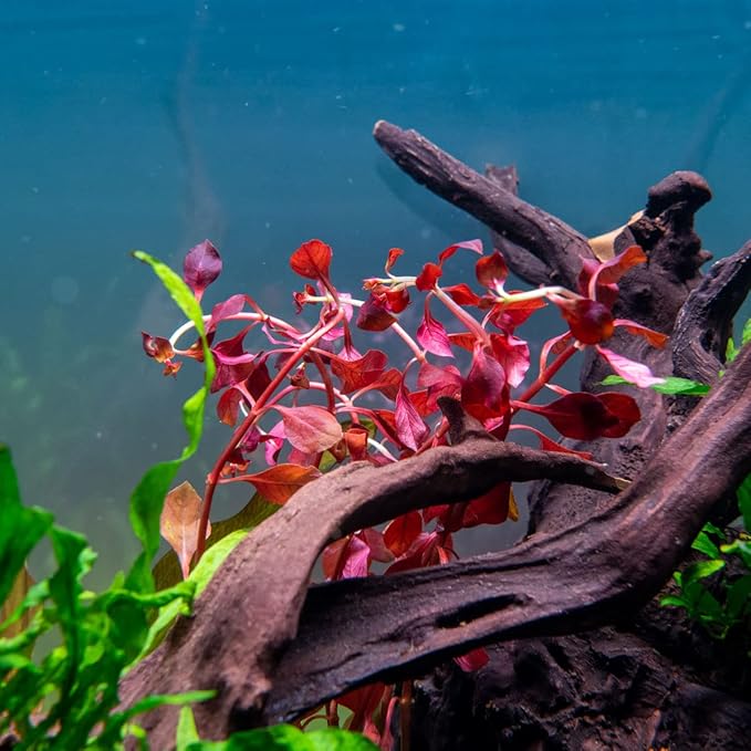 Live Aquarium Red Stem Plants - Freshwater Aquatic Plant for Fish Tanks, Aquascaping - (Ludwigia Natans Super, 4 Bunches)