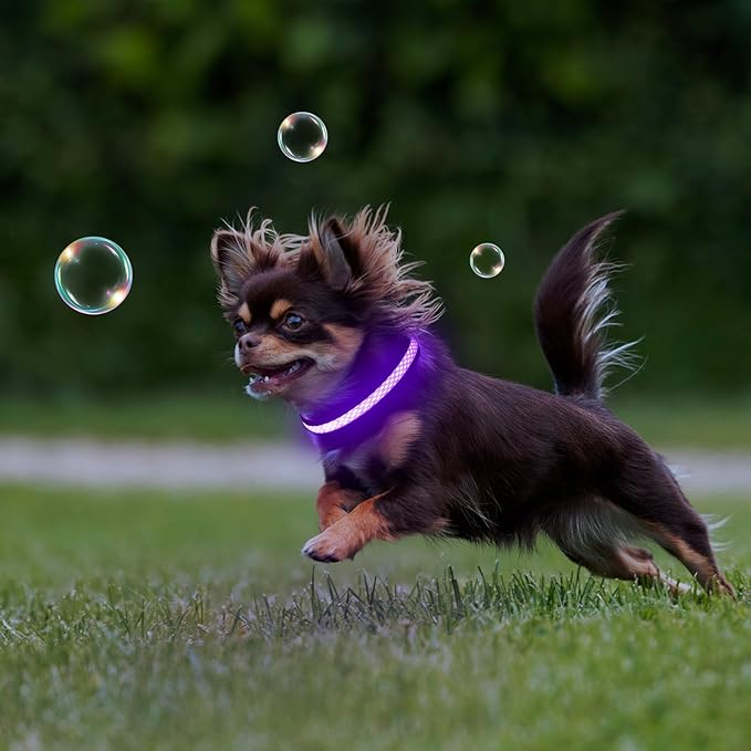 Flashseen LED Cat Collar,Light Up Dog Collar Rechargeable, Dog Lights for Night Walking, Comfortable Soft Mesh Pet Collar Adjustable for Cats Puppy and Small Dogs (Purple, XS)