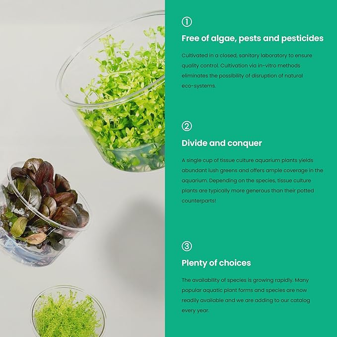 Ultum Nature Systems Cryptocoryne Wendtii Brown Tissue Culture Live Plant for Aquarium, Aquascape, Freshwater Fish Tanks - 100% Snail Free in Vitro