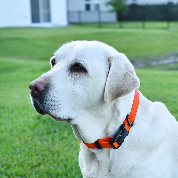 Dogline Biothane Waterproof Dog Collar with Quick Release Buckle Strong Coated Nylon Webbing with Odor- Proof for Easy Care Easy to Clean Fits Small Medium or Large Dogs, Orange 3/4" W 12-19" L