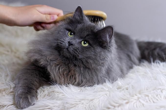 Premium Bamboo Cat Grooming Kit: Cat Brushes for Indoor Cats, Kitten Brush, and Dematting Comb for Long Haired Cats | Bamboo Grooming Supplies with kitten brush