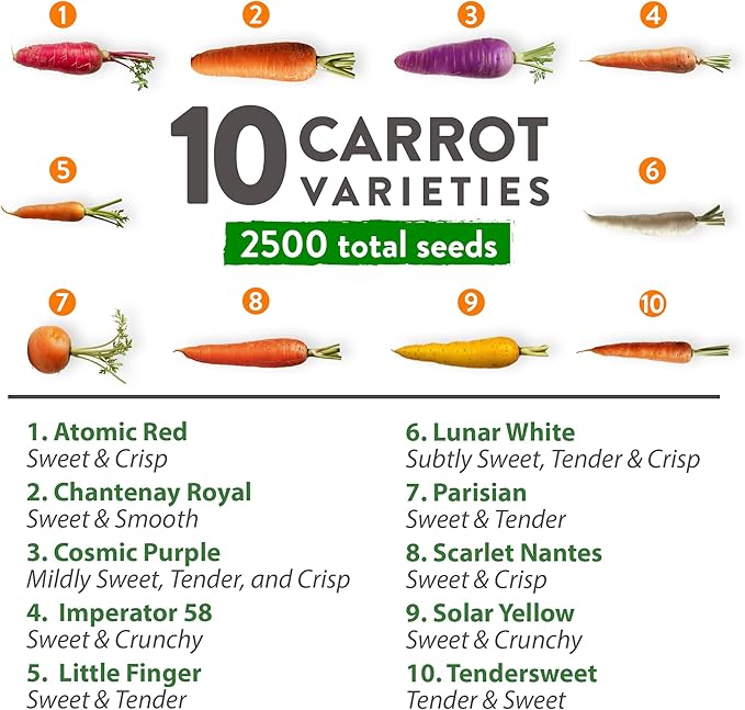 HOME GROWN 𝗨𝗦𝗔 𝗣𝗥𝗘𝗠𝗜𝗨𝗠 Rainbow Carrot Seeds – 2500+ Heirloom Seeds (10 Varieties) – High Germination, 𝗡𝗢𝗡-𝗚𝗠𝗢 Vegetable Seeds for Planting Indoors or Outdoor Home Garden