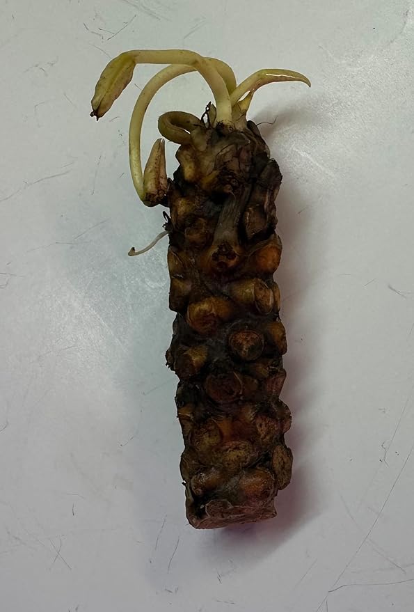 Live Hardy Water Lily Tubers Rhizomes Bulb Seed Nymphaea Aquatic Pond Plants Water Gardens Pre-Grown Flower in White Pink Red Yellow Orange Blue Purple (1, Peach Hardy Pond Lily)