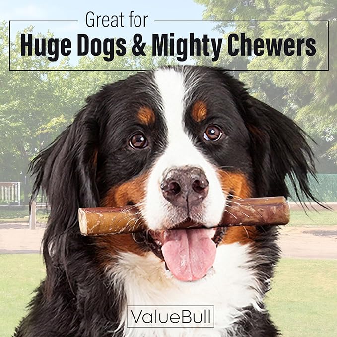 ValueBull Bully Sticks for Large Dogs, Super Jumbo 6 Inch, 50 Count - All Natural, Grass Fed, Single Ingredient, Long Lasting Dog Treats for Aggressive Chewers