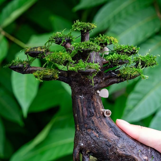 Live Planted Bonsai - Java Moss on Bonsai Driftwood - Bright Green Aquascaping Decor for Freshwater Aquariums - Large