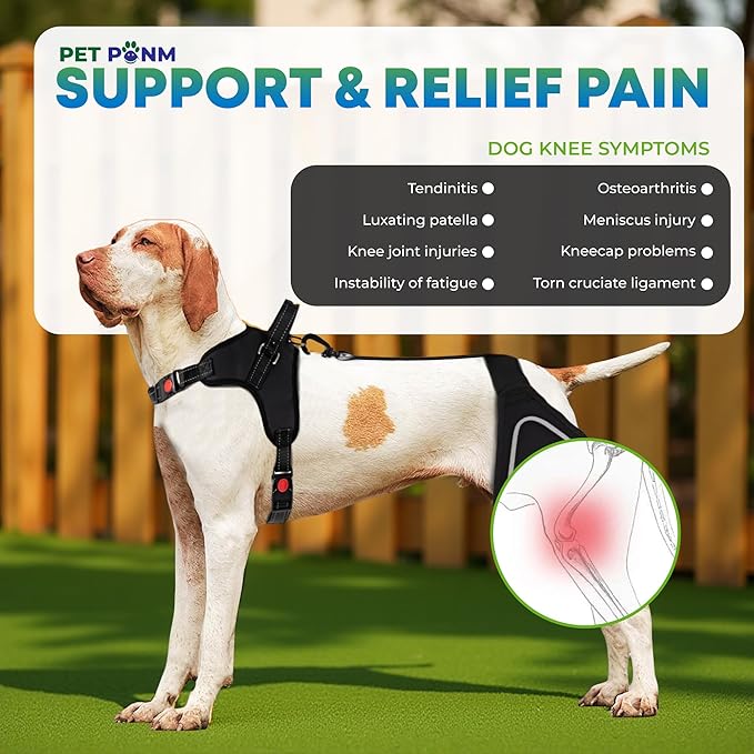 Comfortable Dog Knee Brace for Both Hind Legs with Harness - for ACL Tear, Luxating Patellae, Osteoarthritis & Instability - for Recovery & Injury Prevention in Active/Aging Dogs - (XLarge)