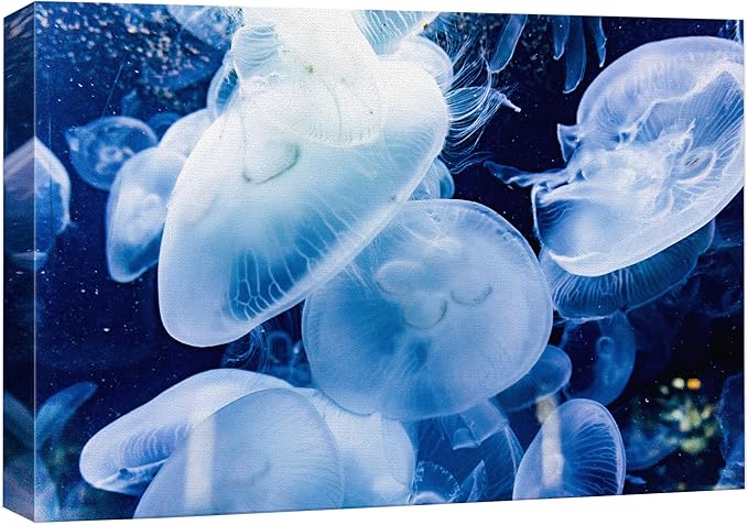 wall26 Canvas Print Wall Art Translucent X-Ray Tropical Ocean Jellyfish Nature Animals Photography Realism Rustic Scenic Landscape Wilderness Earth for Living Room, Bedroom, Office - 12"x18"