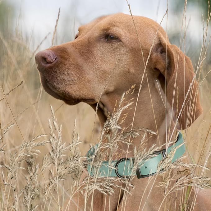 Dogline Biothane Waterproof Dog Collar Strong Coated Nylon Webbing with Black Hardware Odor- Proof for Easy Care Easy to Clean High Performance Fits Small Medium or Large Dogs, Sage Green