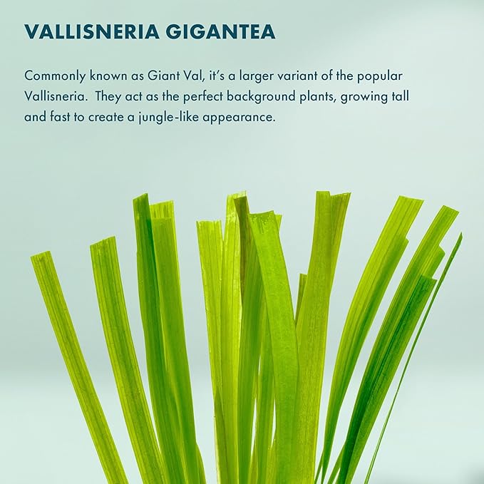 Live Plant - Tall Grass, Vallisneria Gigantea - Easy Care, Moderate to High Light, Bright Green Accent, Freshwater Aquatic Plant for Aquascaping - Lead Bunch