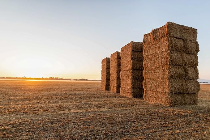 Blue Mountain Hay High-Altitude Hay - Organic Alfalfa, 25lb - High Protein, Fiber & Mineral-Rich - Soft, Leafy, High Leaf Retention - Ideal for Goats, Rabbits, Guinea Pigs & Other Small Animals