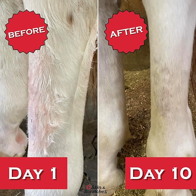Show Out Skin & Scratches Prevention Pack - Fast Relief and Prevention for Horse Care. Use on Equine Scratches/Mud Fever, Girth Itch, Mange, Rain Rot & Other Skin Issues on Horses w/Empty Spray Bottle