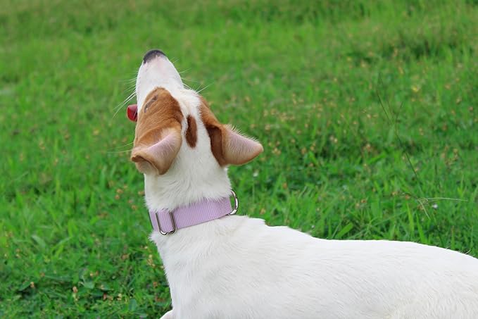 Mikivery Nylon Dog Collar with Quick Release Buckle Soft Adjustable Sturdy for Small Medium Large Dogs Violet,L