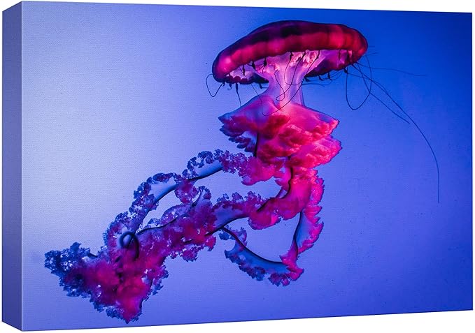 wall26 Canvas Print Wall Art Vibrant Neon Hot Pink Underwater Jellyfish Nature Animals Photography Realism Rustic Scenic Landscape Wilderness Earth for Living Room, Bedroom, Office - 24"x36"