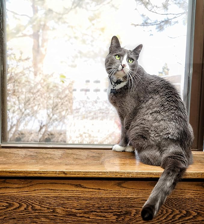 Fresh Digest Daily Digestive Aid and Immune Support for Cats